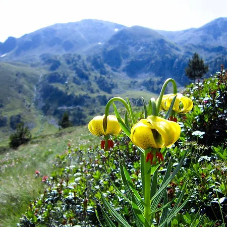 Orquidea Ski El Tarter Appartement